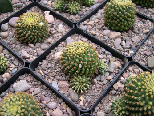  - Mammillaria_camptotricha_f_brevispina_2