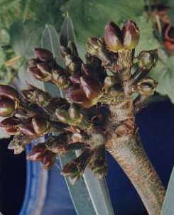 Pachypodium lamerie - nsada plod