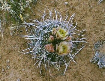 Sclerocactus parviflorus, white_flower, Kayenta AZ