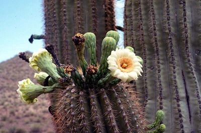 Carnegia gigantea, Saguaro NP, 1990
