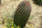 Kaktusy a proda Baja Californie