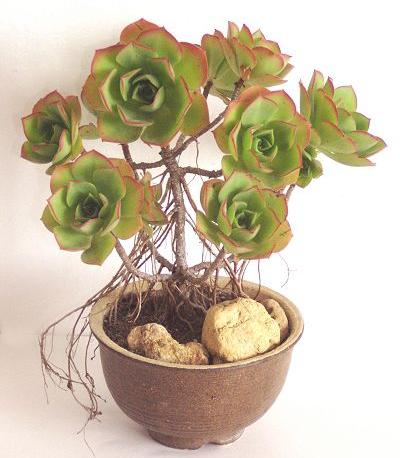 Aeonium castello-paivae (Foto J. Gratias)