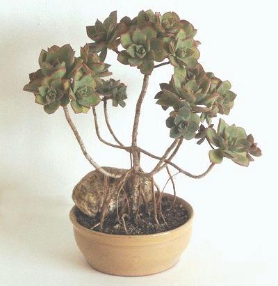 Aeonium haworthii (Foto J. Gratias)