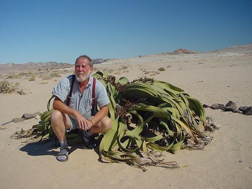 Asi nejvt Welwitschia mirabilis v Nambii