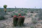 Kaktusy a proda severni Arizony