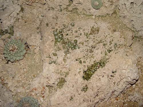 Strombocactus disciformis - samovsev na skalce