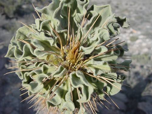 Pachypodium namaquanum