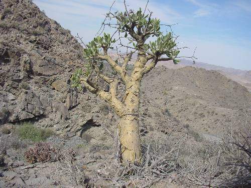 Cotyledon paniculata