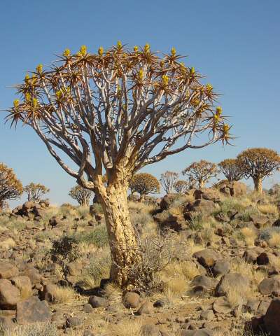 Aloe dichotoma