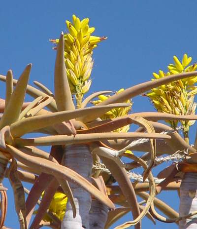 Aloe dichotoma - kvty