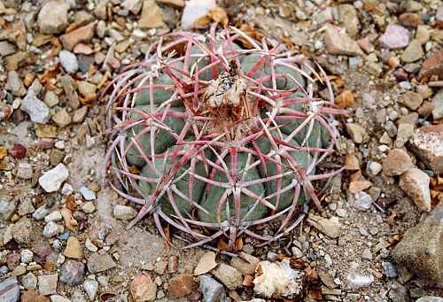 Echinocactus horozonthalonius, San Fermin, Durango