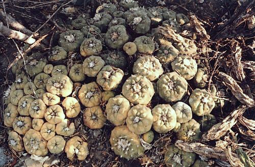 Lophophora diffusa