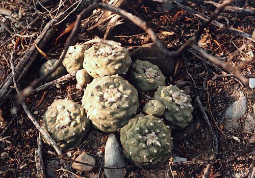 Lophophora diffusa