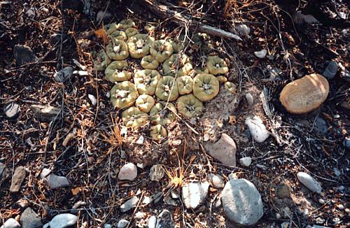 Lophophora diffusa