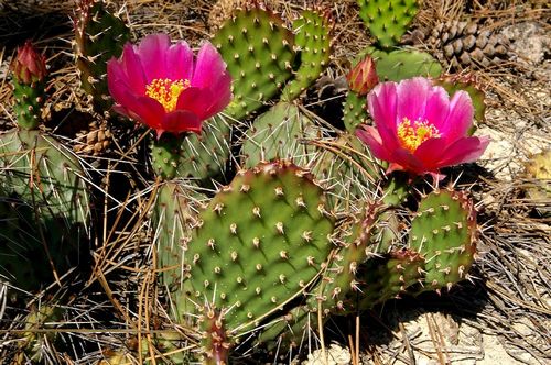 Opuntia polyacantha var. erinacea