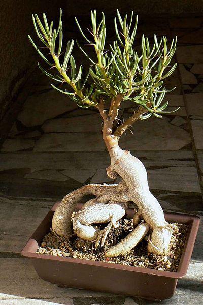 Pachypodium succulentum (2a)