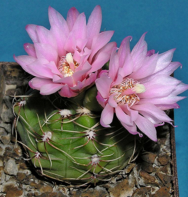 Gymnocalycium gaponii