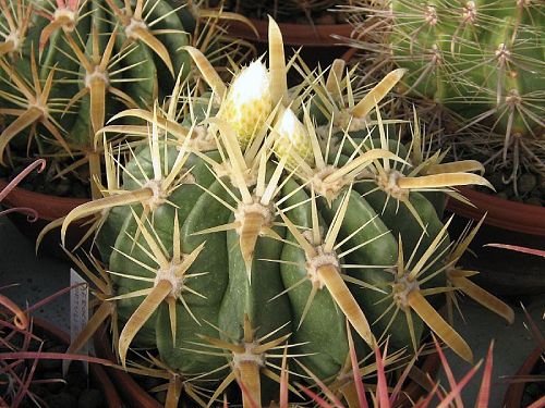 Ferocactus latispinus