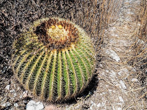 Kvetouc Echinocactus grusonii v kov u cesty na La Vega (nor 2015)