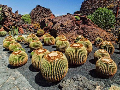 Skupina krsnch gruson v botanick zahrad Jardin de Cactus Guatiza, Lanzarote, Kanrsk ostrovy, ervenec 2010