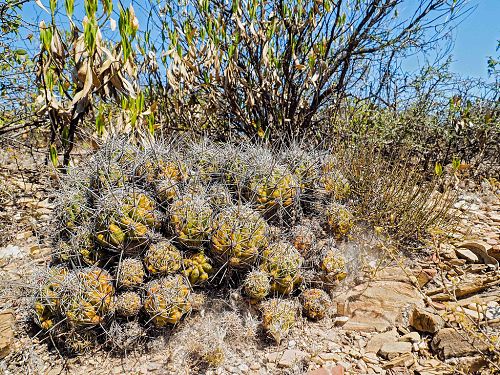 Thelocactus leucacanthus ssp. leucacanthus, odboka na Rancho Nuevo Sombrerete, bezen 2015 