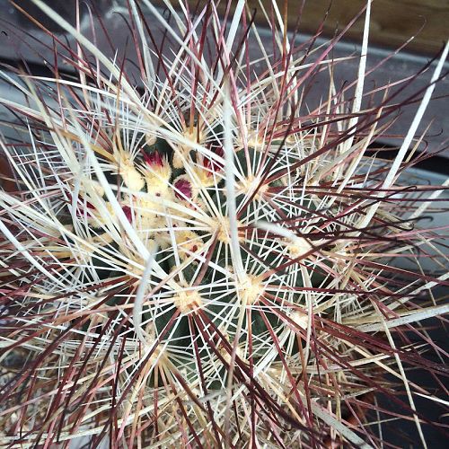 Sclerocactus polyancistrus, Nevada, foto Ji Hanzelka