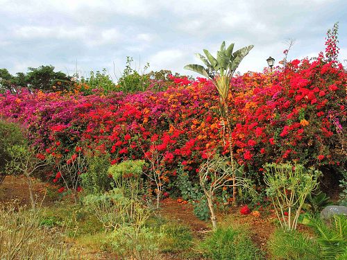 Zplava barev v podn rostlin rodu Bougainvillea v jej tsn blzkosti