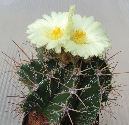 Astrophytum ornatum PP 885, Vista Hermosa, Queretaro