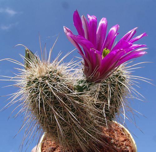 Echinocereus apachensis RuU 15, S. Globe, Gila Co, Az.