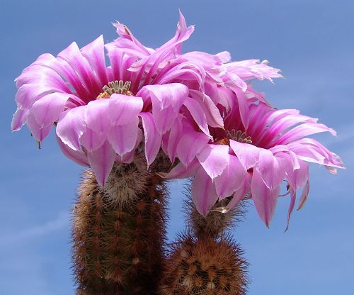 Echinocereus fitchii SB