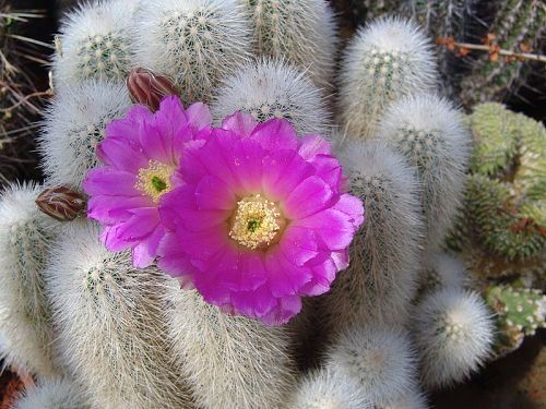 Echinocereus nivosus