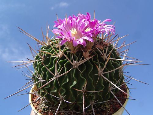 Echinofossulocactus dichroacanthus CH 410