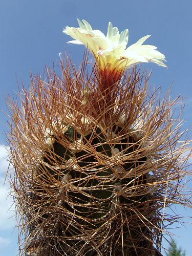 Astrophytum senile, forma s rezatmi trny 