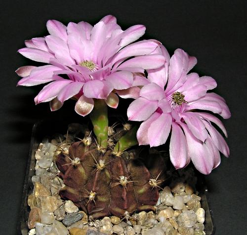 Gymnocalycium friedrichii