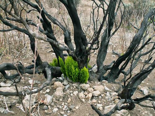 Obrstajc vesovce Erica arborea pobl vesnice Masca na podzim roku 2008