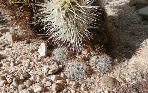 Mammillaria aff. tetrancistra, Cactus Garden,  Joshua Tree NP, Kalifornie. 