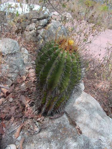 Ferocactus reppenhagenii PP 1158, Colima, El Terrero