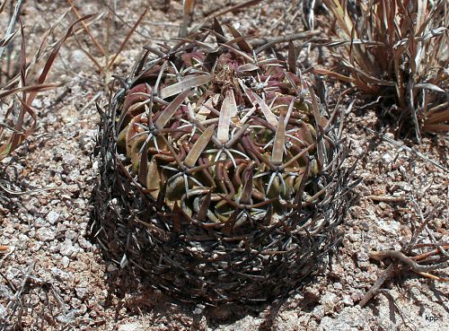 Echinofossulocactus phyllacanthus
