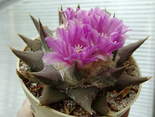 Ariocarpus retusus PP 351, La Ascension (N.L.) 