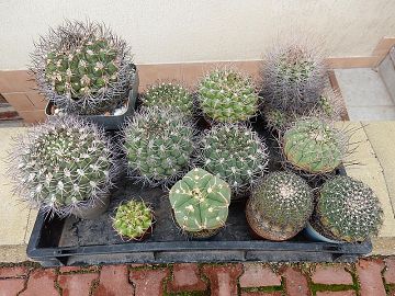 Gymnocalycium 