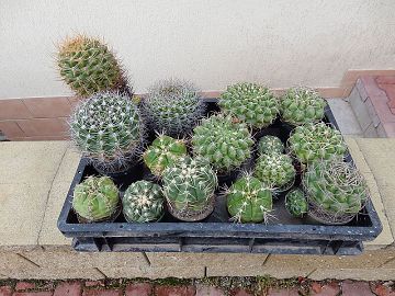 Gymnocalycium 