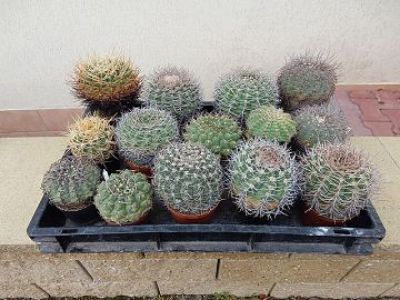 Gymnocalycium 