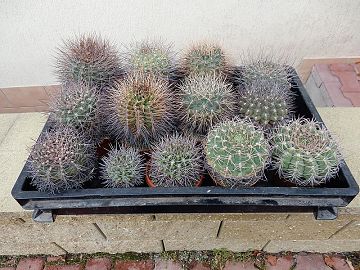 Gymnocalycium 