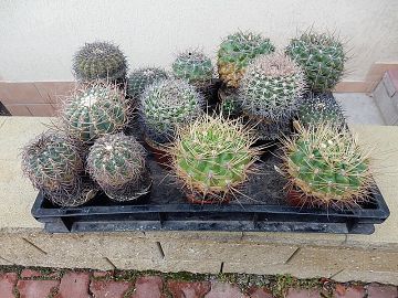 Gymnocalycium 