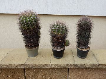 Gymnocalycium 