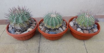 Gymnocalycium 