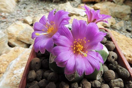 Mammillaria bertholdii