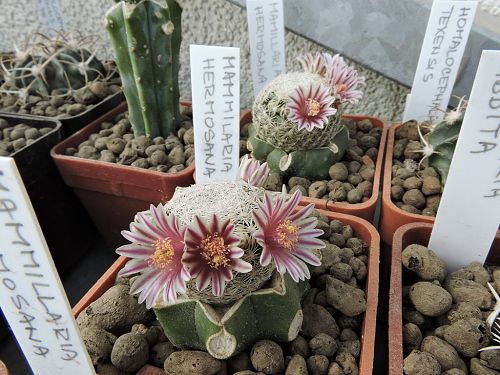 Mammillaria hermosana