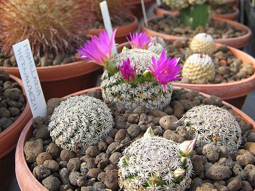 Mammillaria hernandezii