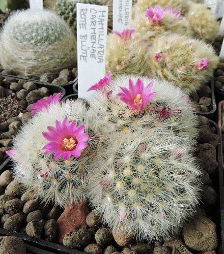 Mammillaria carmenae